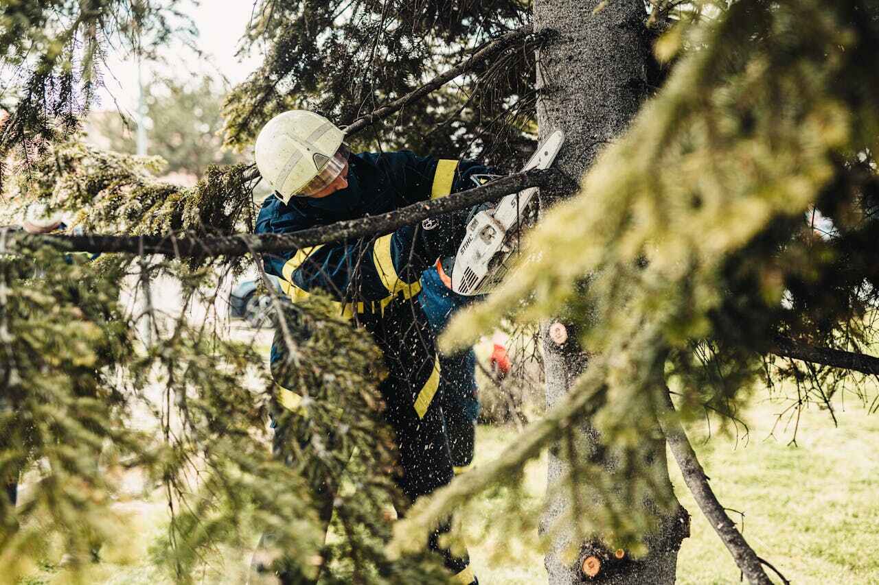 The Steps Involved in Our Tree Care Process in Groton, SD